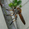 Golden Feathery Antennae Robber Fly