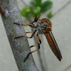 Golden Feathery Antennae Robber Fly