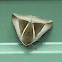 Triangular-striped Moth