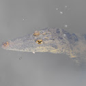 Morelet's croc