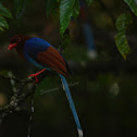 Sri lanka Blue Magpie