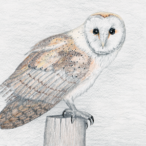 Barn Owl - Tyto Alba by Terry Sohl - Drawing All Drawing