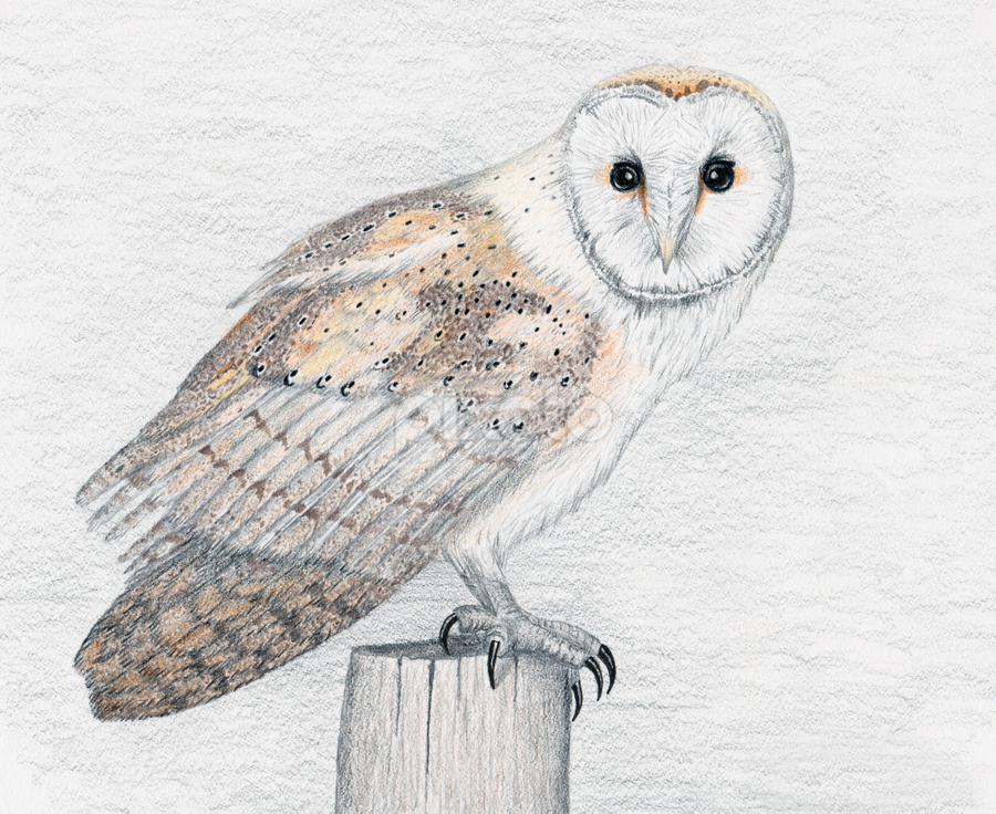 Barn Owl - Tyto Alba by Terry Sohl - Drawing All Drawing