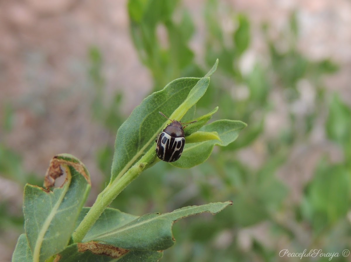 Ambrosia Leaf Beetle