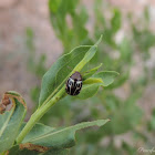 Ambrosia Leaf Beetle
