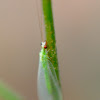 Lacewing