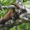 Borneon Orangutan