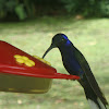 Violet Sabre Wing Hummingbird