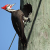 Pileated Woodpecker (male)