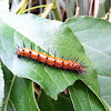 Gulf Fritillary caterpillar