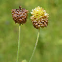 Large Brown Clover