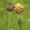Large Brown Clover