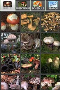 Free Download Mushrooming Lite APK for PC
