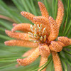 Pine Tree "Flower"