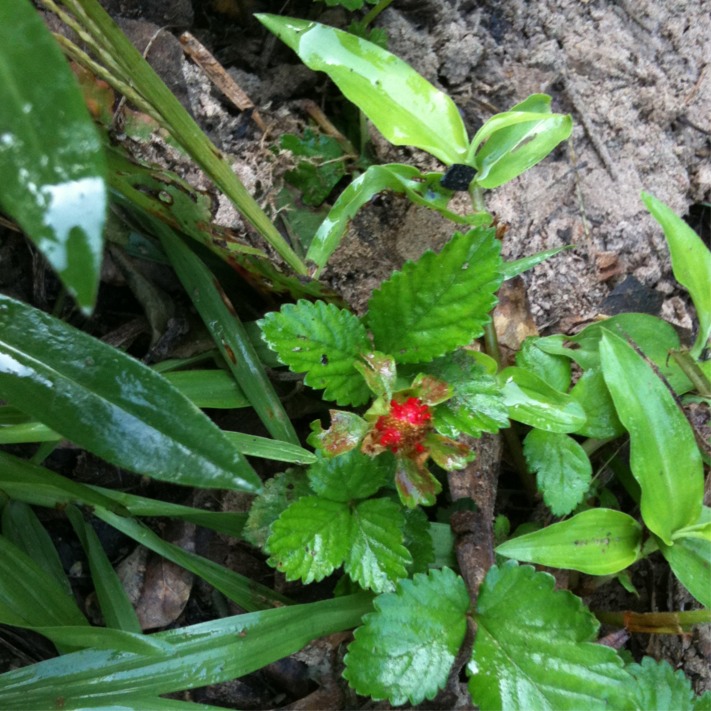 Wild Strawberry plant