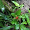 Wild Strawberry plant