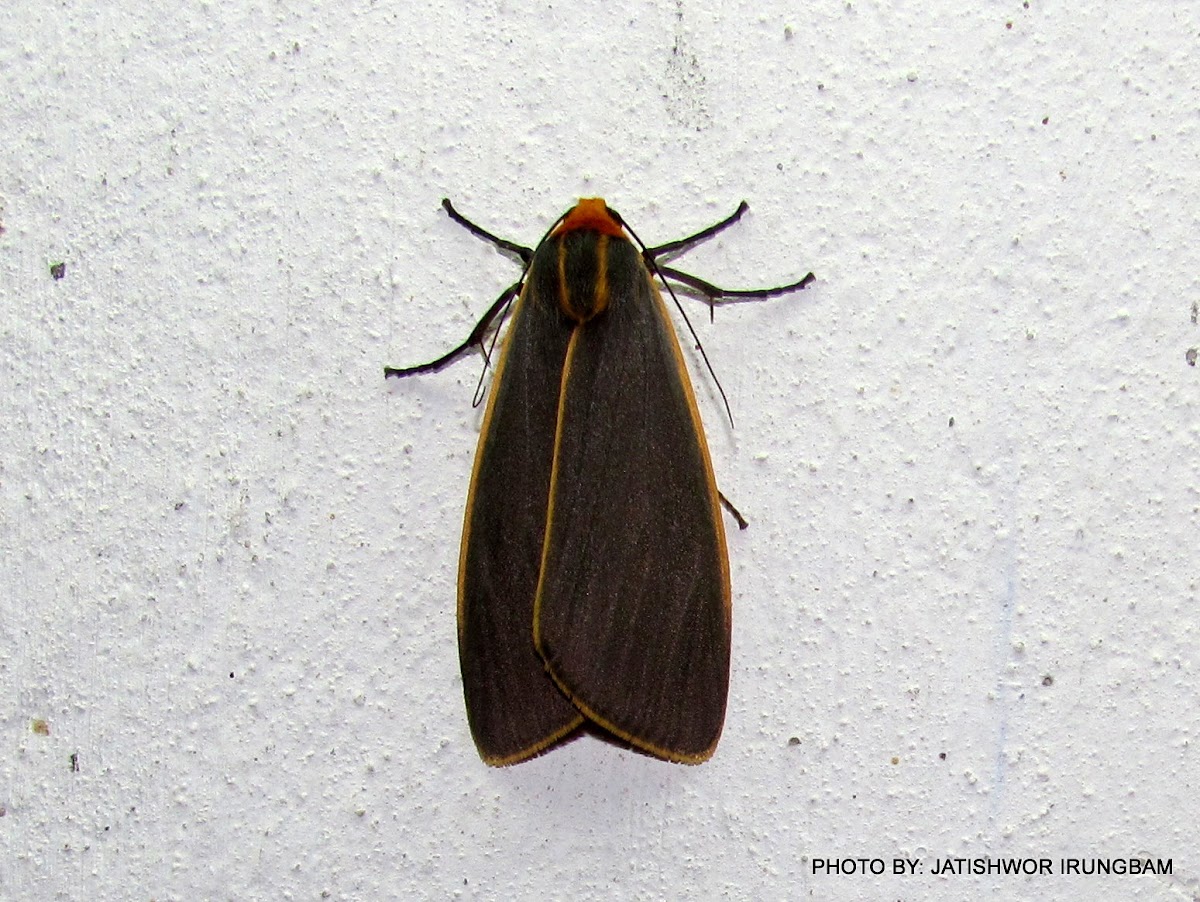 Lithosiinae, Arctiinae