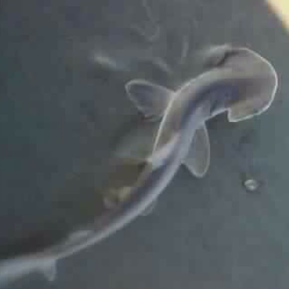 shark or shovelhead Project Noah