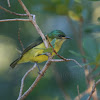 Collared Sunbird
