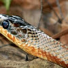 Neotropical Sunbeam snake
