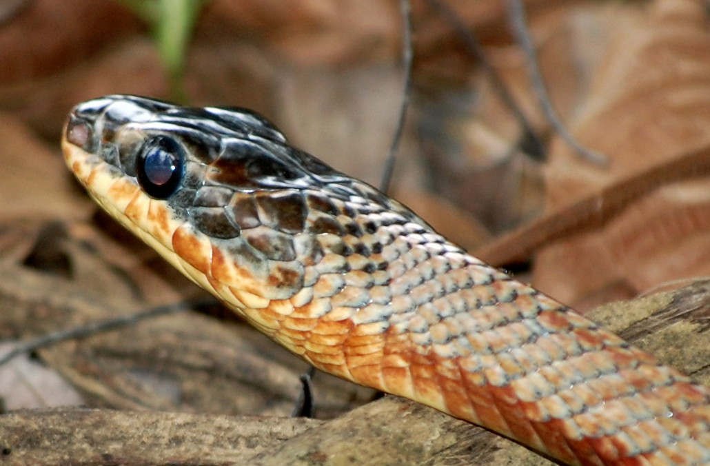 Neotropical Sunbeam snake