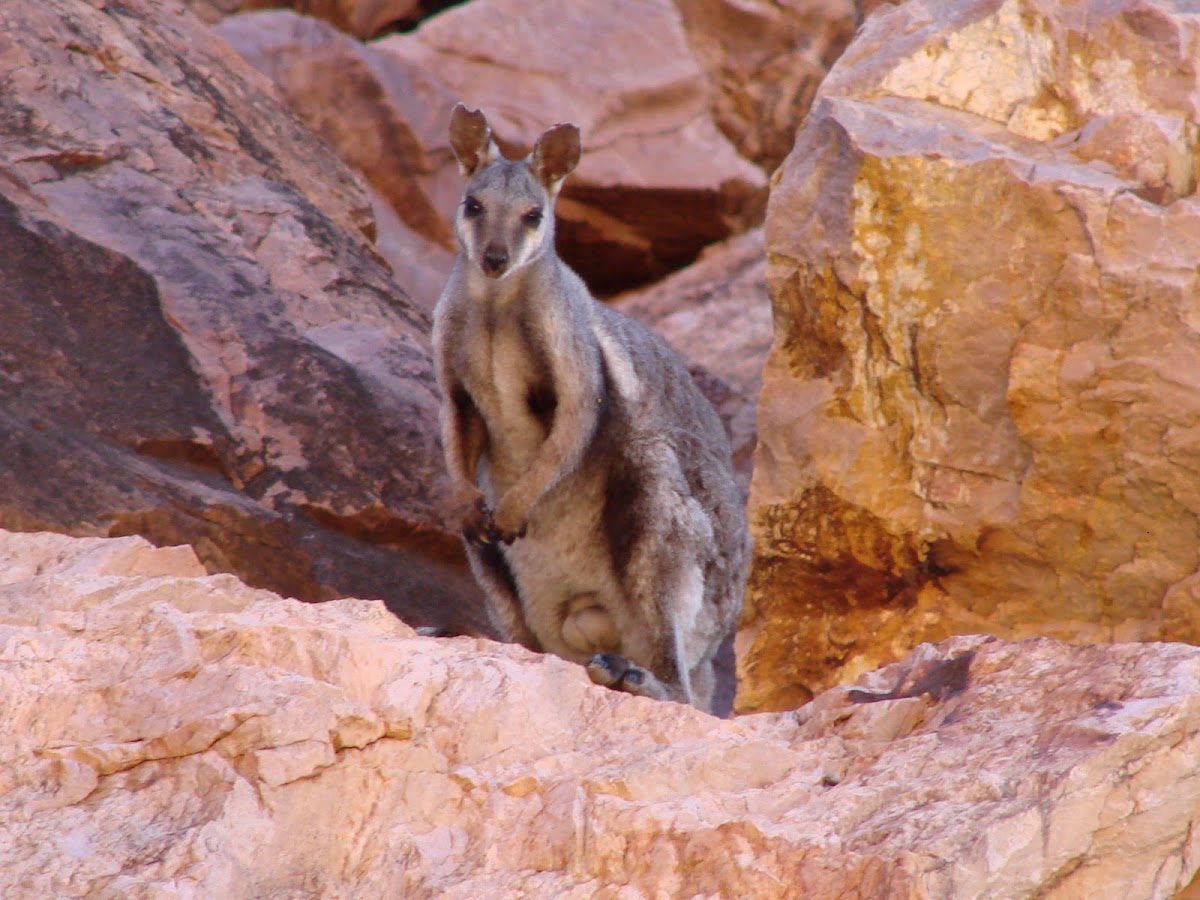 Black-Flanked Rock Wallaby