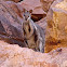 Black-Flanked Rock Wallaby