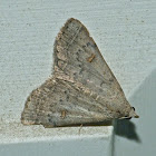 Bent-winged owlet