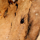 False widow spider