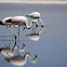 Andean Flamingo