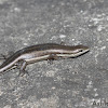 Variable Skink