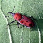 Ironweed Curculio