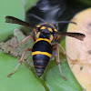 Black Mud-Nesting Wasp