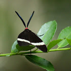 Zygaenidae moth