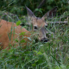 White-tailed Deer - Doe