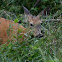 White-tailed Deer - Doe