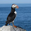 Atlantic Puffin