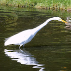great Egret