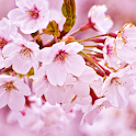 Cherry Blossom Theme HD logo