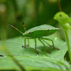 juvenile Green Shield Bug