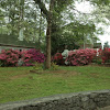 Azalea bushes