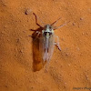 White-Backed Planthopper