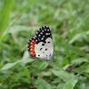 Red Pierrot