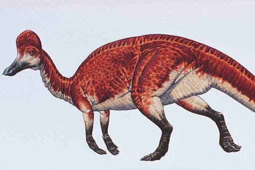 Corythosaurus Illustration