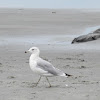 Ring-billed Gull