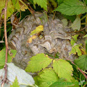 Common Wasp (nest)