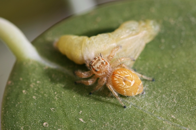 Jumping Spider with Prey