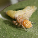 Jumping Spider with Prey