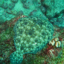 Tropical flounder