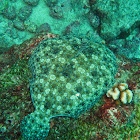 Tropical flounder